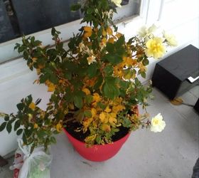 q what to do to bring rose bushes inside during the winter , container gardening, flowers, gardening, plant care