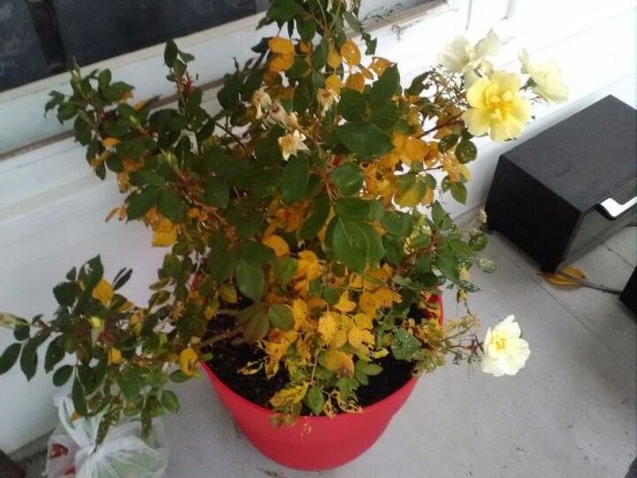q what to do to bring rose bushes inside during the winter , container gardening, flowers, gardening, plant care