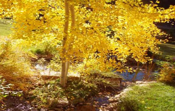 the joys of natural pond maintainance, ponds water features, Mother Aspen in island