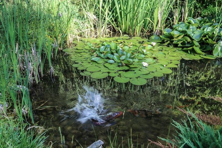 las alegras del mantenimiento natural del estanque