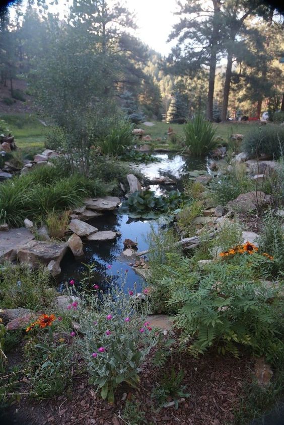 the joys of natural pond maintainance, ponds water features, WIldflower summer view