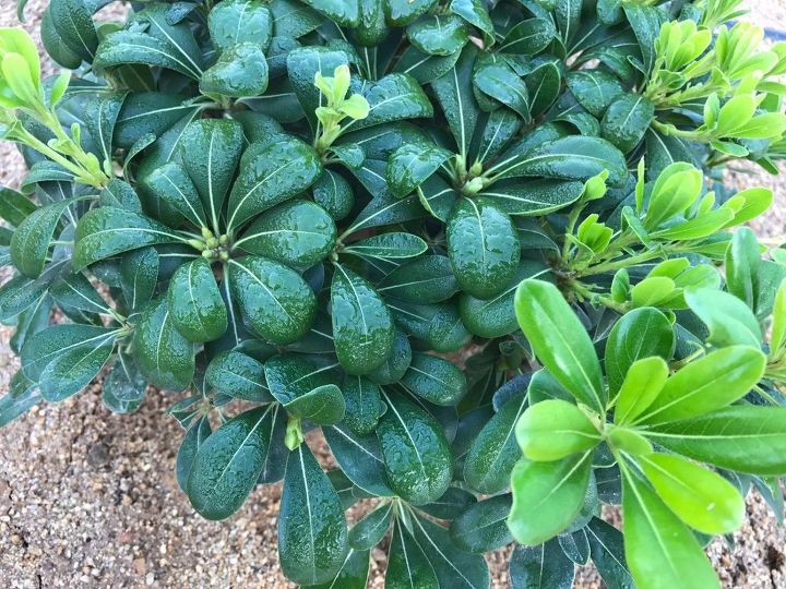q can anyone please help identify this plant, gardening, plant id