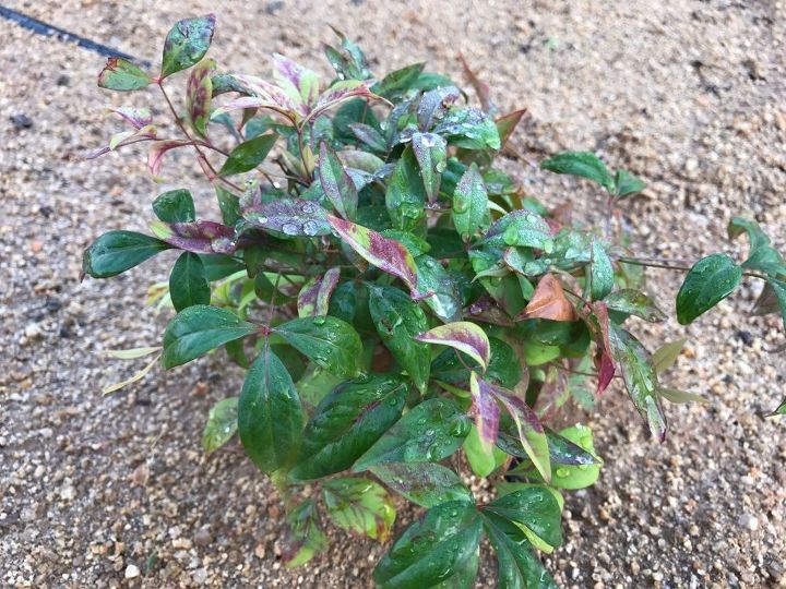 q can anyone please help identify this plant, gardening, plant id