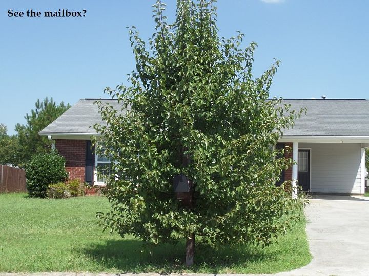 best way to kill bush tree after being cut down