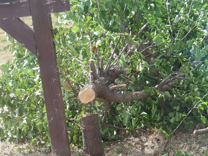 best way to kill bush tree after being cut down