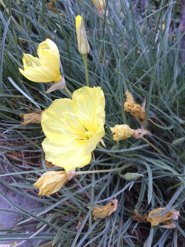 q does anyone know what flowering ground cover or plant this is , gardening, plant id, The flowers tend to bloom or open more toward the evening And although this isn t it s best state with the dead flowers it s actually really beautiful