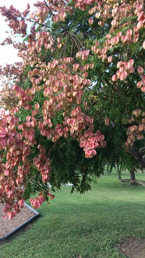 q i need to know the name of this tree any ideas , gardening, plant id