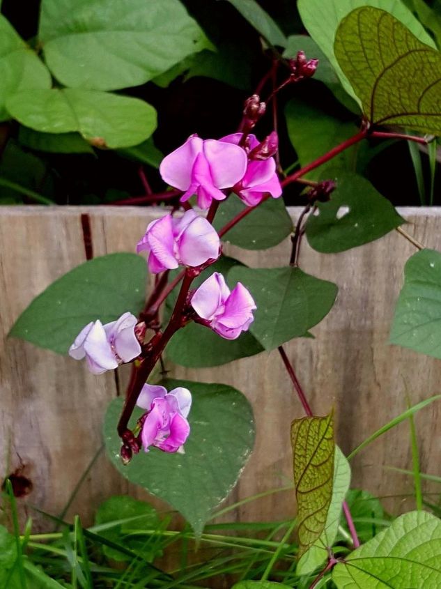q hyacinth bean vine, gardening, plant care