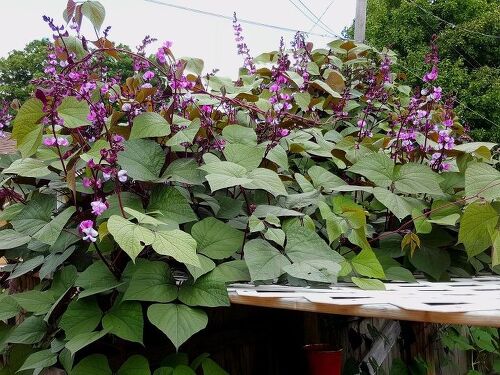 Hyacinth Bean Vine Hometalk