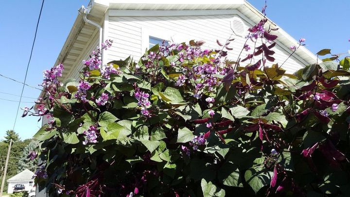 q hyacinth bean vine, gardening, plant care