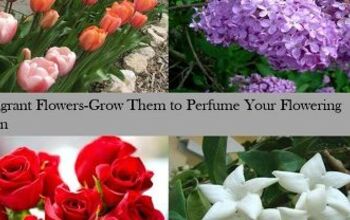 12 flores frágiles que puedes cultivar en el jardín de tu casa