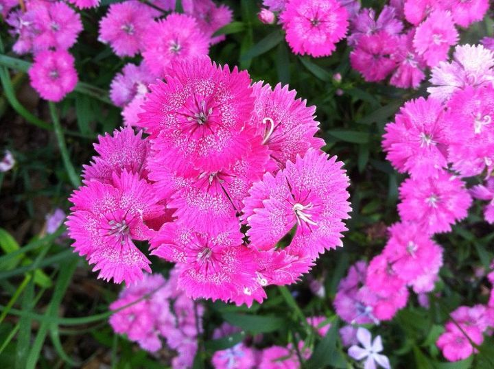 12 fragnant flowers you can grow in your home garden, gardening, home decor