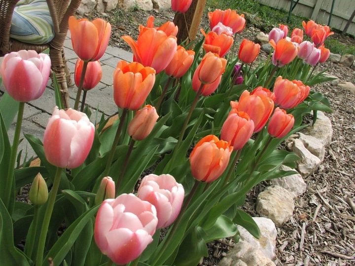 12 flores frgiles que puedes cultivar en el jardn de tu casa