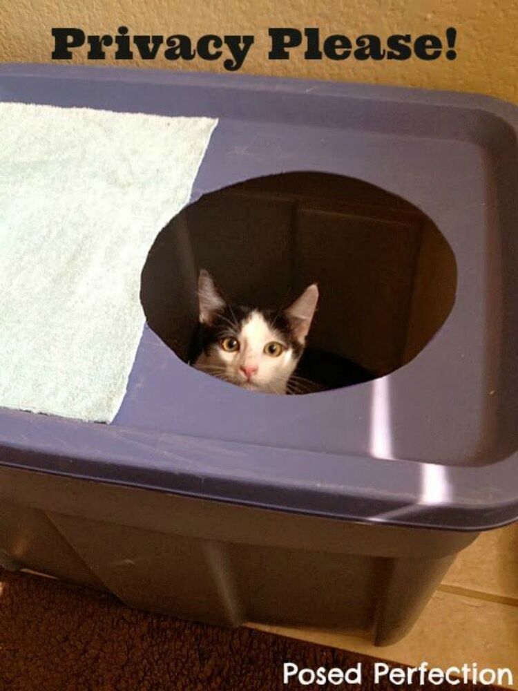 Cat Owners: 12 Ways to Hide a Litter Box in Plain Sight | Hometalk