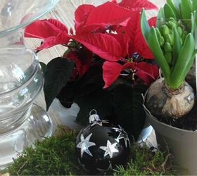 christmas plant arrangement, gardening