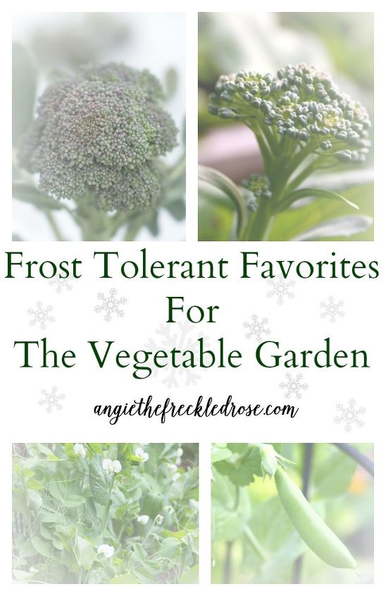 vegetais tolerantes ao gelo favoritos para o jardim
