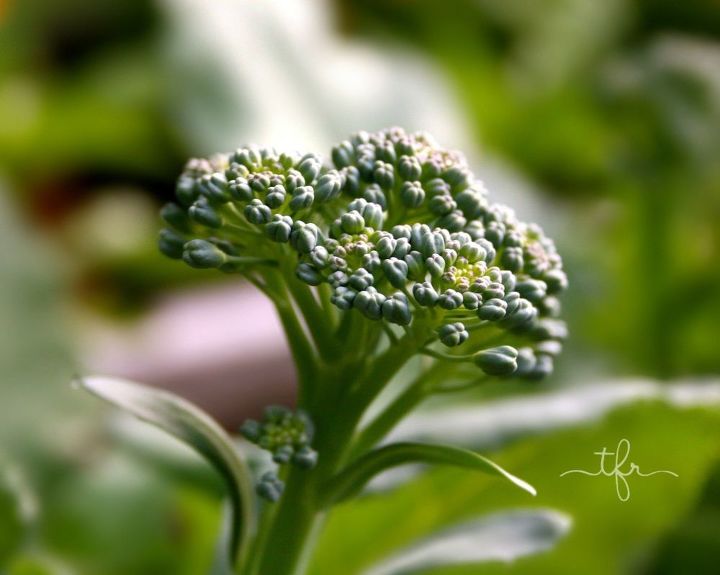 frost tolerant favorites for the vegetable garden, gardening, Broccoli thrives in the cold