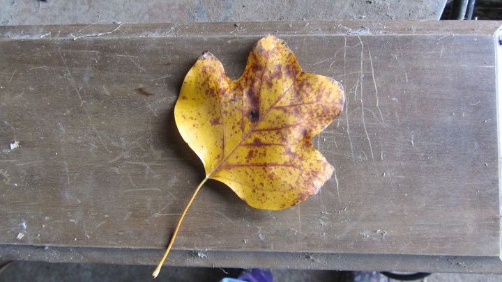signs of fall, crafts