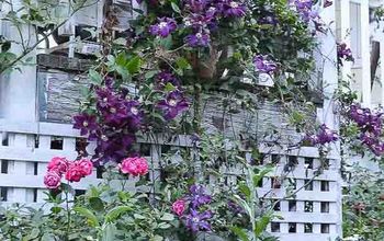 Pruning Your Clematis for Top to Bottom Blooms