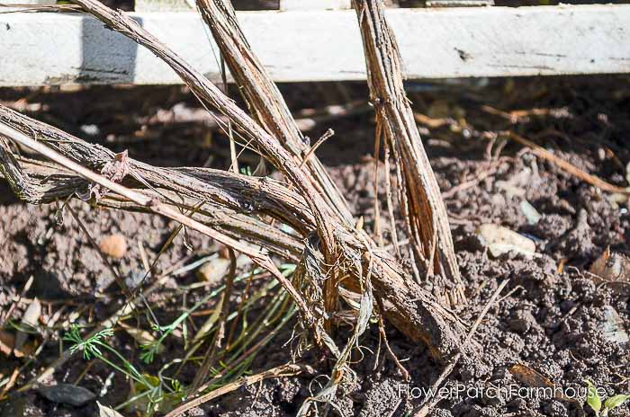 pruning your clematis for top to bottom blooms