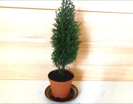 decorating a mini christmas tree cute diy tiny ornaments by fluffy, christmas decorations, seasonal holiday decor