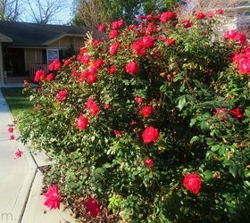 our roses knocked out fall, flowers, gardening