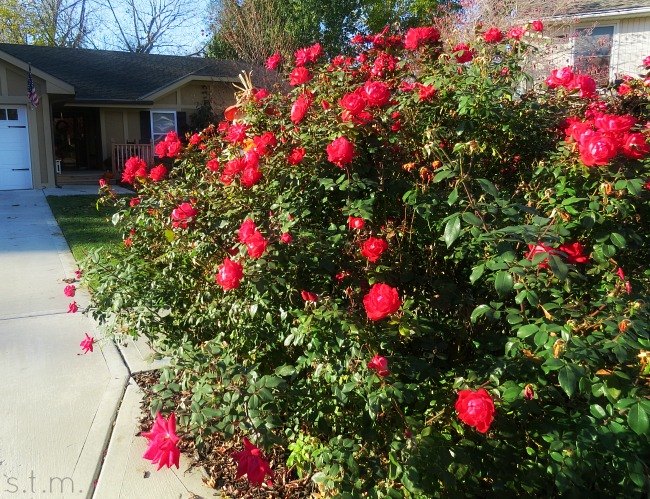 our roses knocked out fall, flowers, gardening