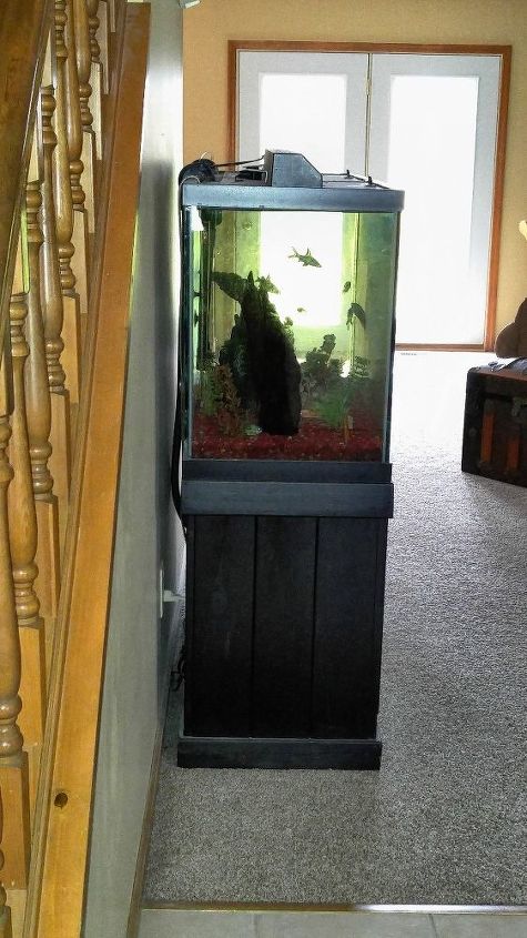 q painting behind an aquarium