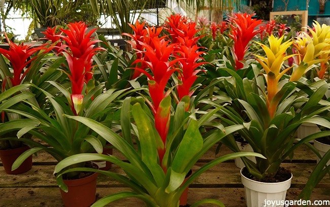 as melhores plantas com flores para iluminar sua casa no natal