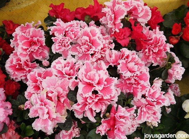 best flowering plants to brighten up your home for christmas, gardening, home decor