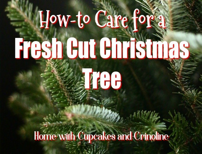 how to care for a fresh cut christmas tree