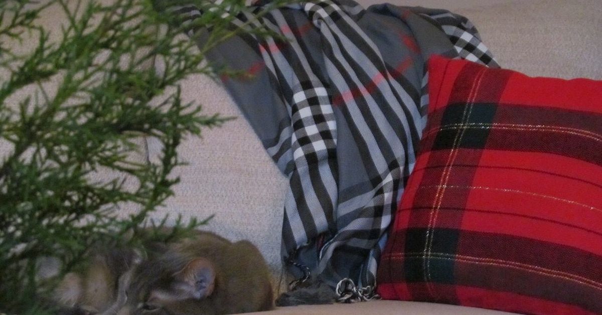 No Sew Christmas Pillows Hometalk no-sew-christmas-pillows-hometalk