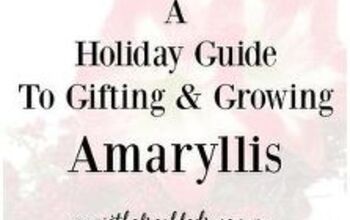 Guía navideña para regalar y cultivar amarilis