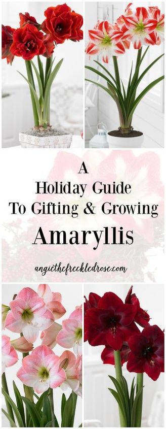 gua navidea para regalar y cultivar amarilis