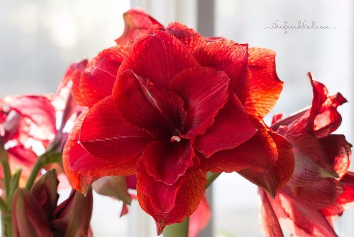 a holiday guide to gifting growing amaryllis, Amaryllis Cherry Nymph