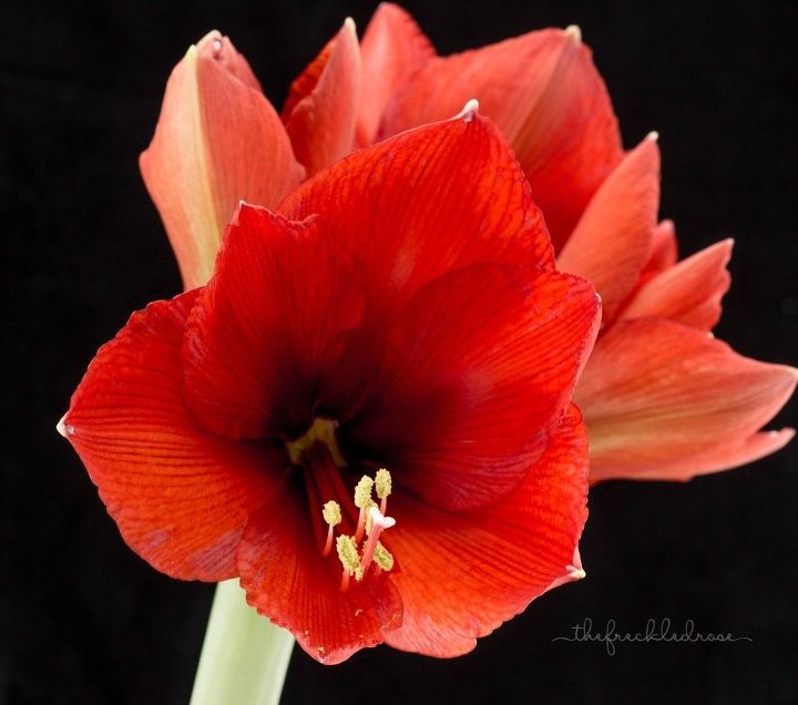a holiday guide to gifting growing amaryllis, Amaryllis Red Lion