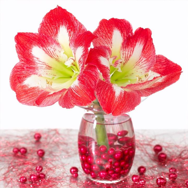 a holiday guide to gifting growing amaryllis, Minerva