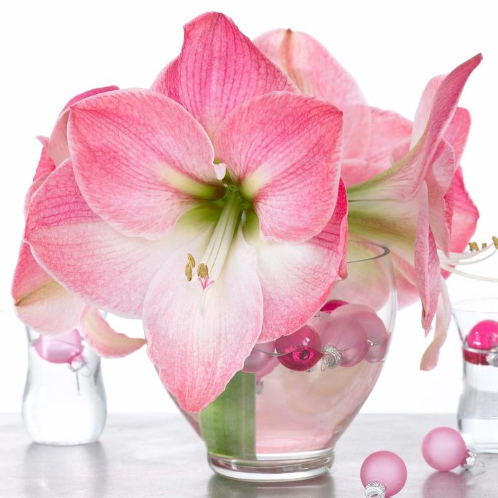 a holiday guide to gifting growing amaryllis, Apple Blossom