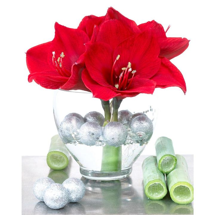 a holiday guide to gifting growing amaryllis, Red Lion