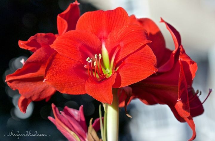 a holiday guide to gifting growing amaryllis