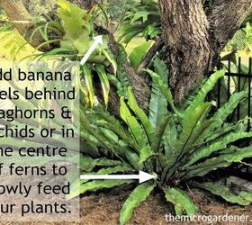 diy fertilisers how to feed your garden with banana peels, how to