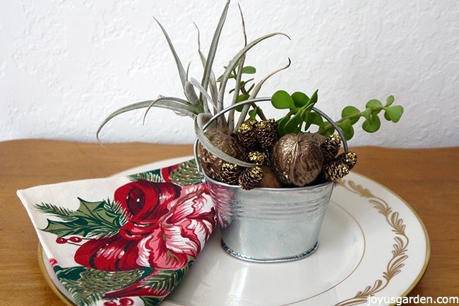 3 decoraes de natal fceis com suculentas e plantas areas