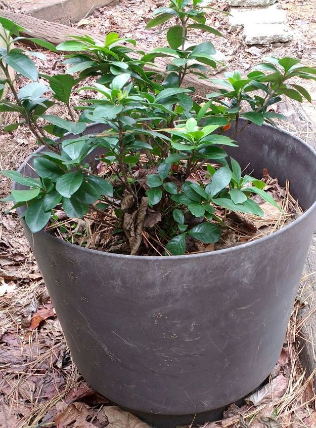 q can i transplant this gardenia now 