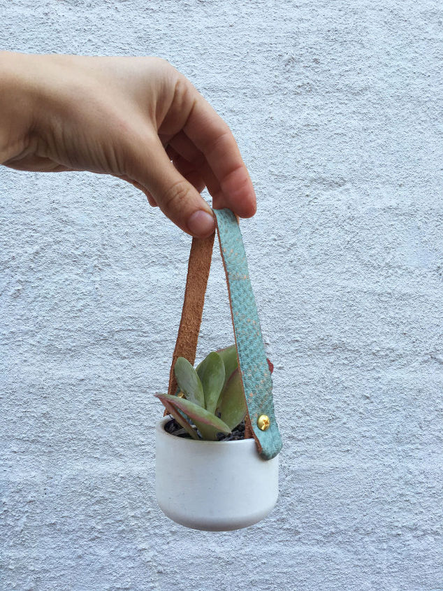 q que plantas son las mejores para la decoracion del hogar