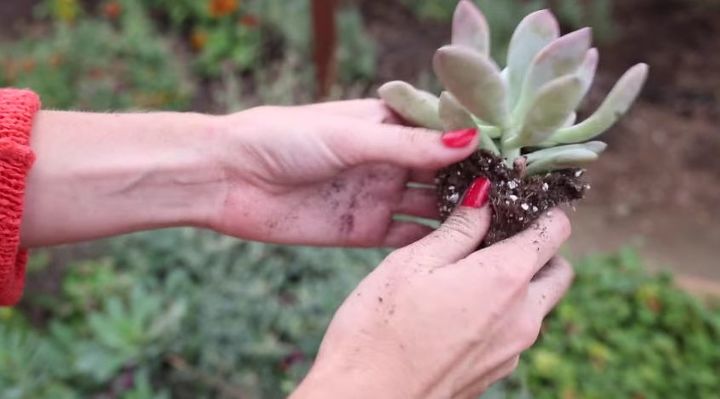 how to create a succulent pumpkin centerpiece, flowers, gardening, how to, succulents