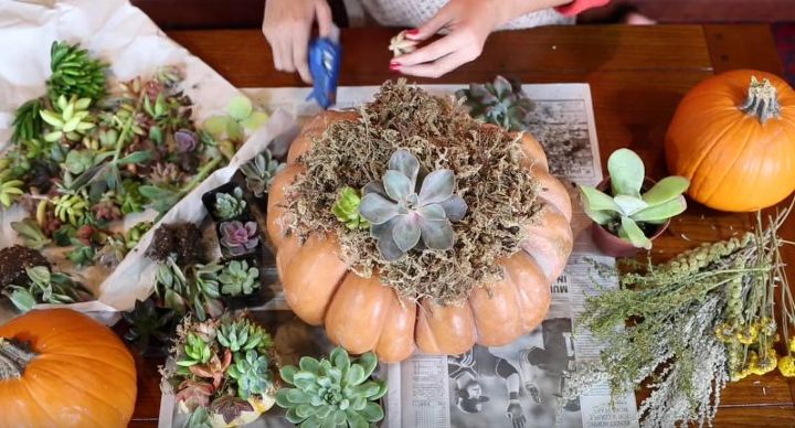 how to create a succulent pumpkin centerpiece, flowers, gardening, how to, succulents