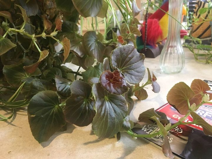 q houseplant id help please, home decor