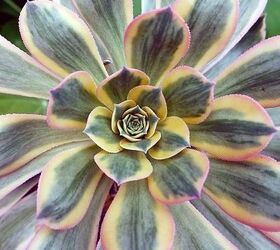 we love succulents 15 of our current favorites, flowers, gardening, succulents