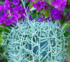 we love succulents 15 of our current favorites, flowers, gardening, succulents