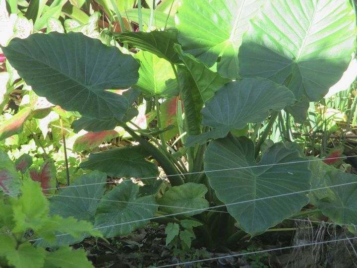 What Is This Plant That Grows In A Bog Hometalk